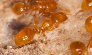 Solenopsis_fugax_20190330_01.jpg