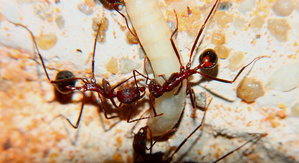 Aphaenogaster texana mit Beute.jpg