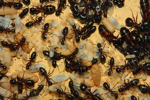 Camponotus ligniperda 07.04.2019_2.jpg