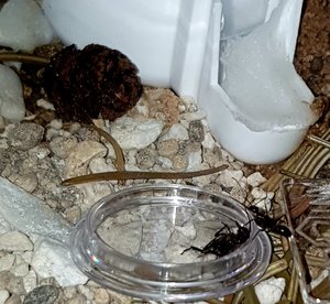 Camponotus barbaricus