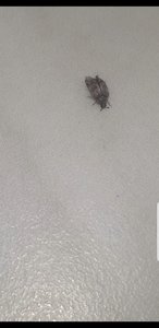 Screenshot_20190419-175619_Video Player.jpg