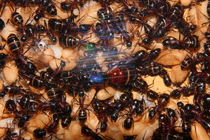 Camponotus ligniperda 21.04.2019_1.jpg