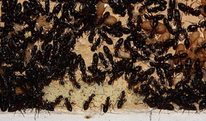 Camponotus ligniperda 21.04.2019_4.jpg