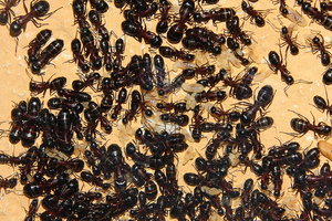 Camponotus ligniperda 25.04.2019_7.jpg