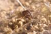 Pheidole und Beute 10-(450x300)+C.jpg