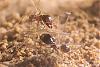 Pheidole und Beute 12-(450x300)+C.jpg