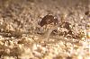 Pheidole und Beute 14-(450x300)+C.jpg