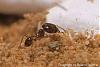 Pheidole und Beute 15-(450x300)+C.jpg