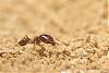 Pheidole und Beute 16-(450x300)+C.jpg