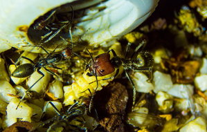 Camponotus singularis futtern Mehlkäferpuppe_.JPG