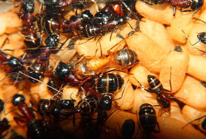 Camponotus ligniperda 14.05.2019_2.jpg