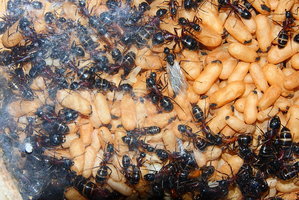 Camponotus ligniperda 14.05.2019_6.jpg