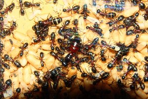 Camponotus ligniperda 14.05.2019_8.jpg