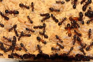 Camponotus ligniperda 14.05.2019_9.jpg