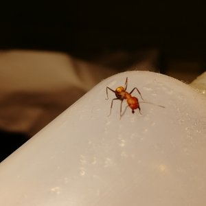 IMG_20190131_220203.jpg (409.58 KiB) 2834 mal betrachtet Hier eine wunderschöne Arbeiterin, ich mag die Färbung der Ameisen sehr, sie kommt auf den Bildern aber teils schlecht rüber!