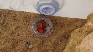 IMG_20190401_211829.jpg (1.56 MiB) 3059 mal betrachtet Erdbeere finden sie neben Zuckerwasser auch gut, eine frische Erdbeere lassen sie wirklich nie unberührt.