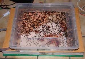 Camponotus ligniperda Behelfsanlage.jpg