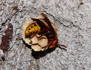 Hornissenkönigin bei der Gründung.jpg