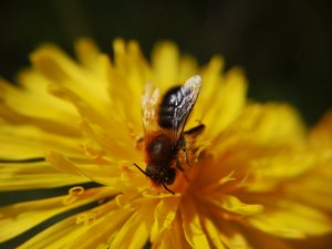 Rote Mauerbiene (Osmia bicornis) Weibchen