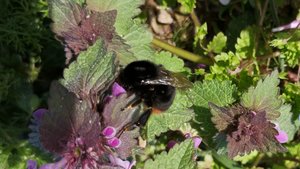 Steinhummel (Bombus lapidarius)