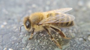 Honigbiene (Apis mellifera)