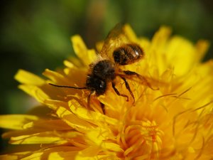 Rote Mauerbiene (Osmia bicornis) Männchen