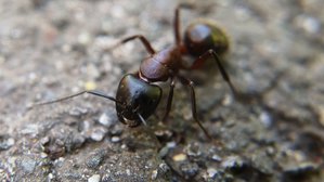 Camponotus ligniperda