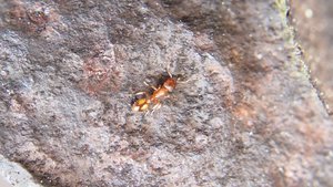 Temnothorax sp.