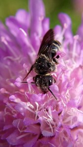 Andrena sp.