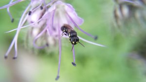 Hylaeus cf. pictipes Weibchen