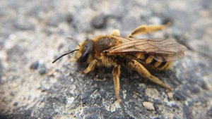 Halictus scabiosae Weibchen