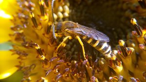 Halictus scabiosae Männchen