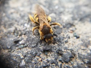 Halictus scabiosae Weibchen