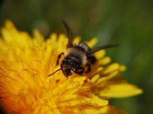 Andrena cineraria Weibchen