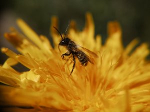 Andrena sp. Männchen