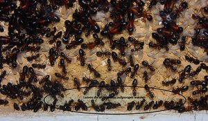 Camponotus ligniperda 31.05.2019_1.jpg