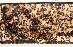Camponotus ligniperda 31.05.2019_2.jpg