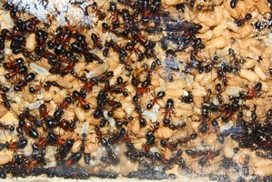 Camponotus ligniperda 31.05.2019_3.jpg