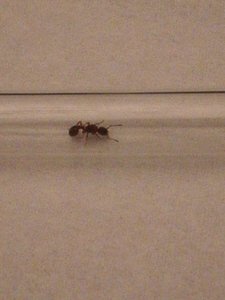 IMG_20190609_235131.jpg (1.95 MiB) 1069 mal betrachtet IMG_20190609_235131.jpg