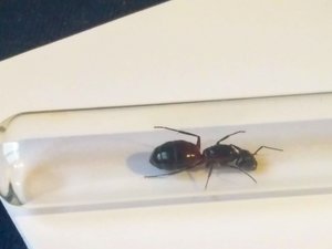 Camponotus 3-min.jpg