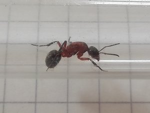 Seitenansicht. Der Thorax wirkt weniger aufgesetzt, eher wie ein Katzenbuckel während einer Drohgebärde.