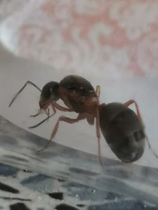 IMG_20190623_151343.jpg (1.44 MiB) 1256 mal betrachtet IMG_20190623_151343.jpg