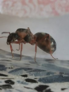 IMG_20190623_151537.jpg (1.26 MiB) 1283 mal betrachtet IMG_20190623_151537.jpg