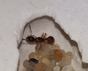 Meine Myrmica 2.jpg