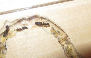 C trucantus 2016.JPG (596.39 KiB) 1360 mal betrachtet Die kleine Kolonie, vermutlich 2016...