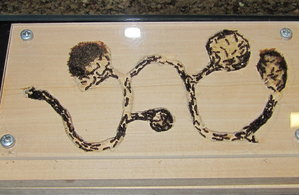 C truncatus Nest.JPG (1017.31 KiB) 1360 mal betrachtet ...und heute. Das ganze Nest belegt.