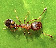 Temnothorax ?