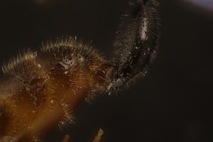 Tetramorium_caespitum Paarungbd.jpg