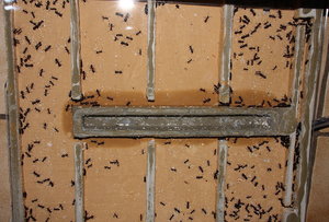 Camponotus ligniperda 24.06.2019_2.jpg
