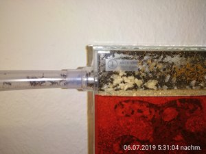 ein Bruthaufen im Außenbereich des Nests